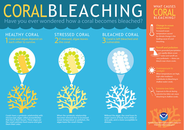 Coral bleaching by NOAA.jpg